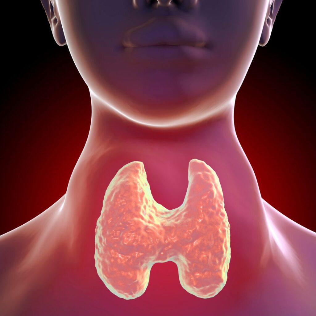 thyroid weight
